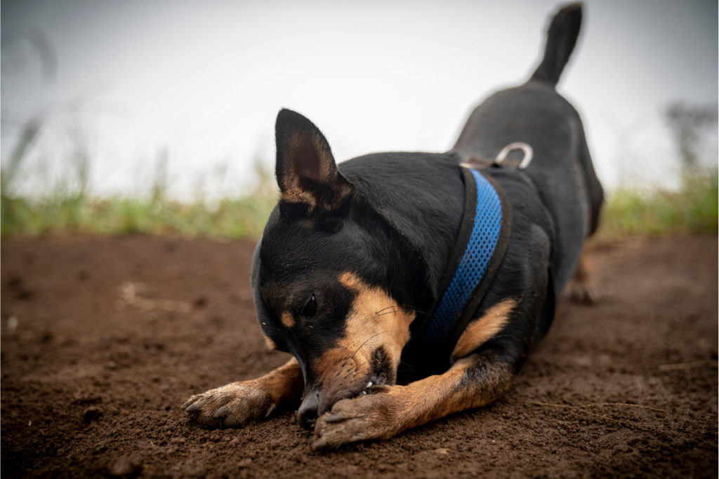 Why Do Dogs Chew On Their Feet? 6 Things Owners Need to Know I Dog