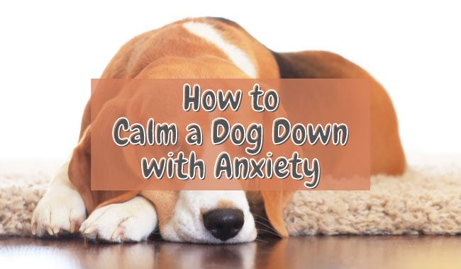 How to Calm a Dog Down with Anxiety GOLDEN RETRIEVER