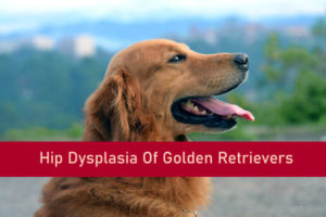 Hip Dysplasia Of Golden Retriever